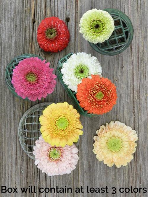 ASSORTED GERONDO GERBERA DAISY